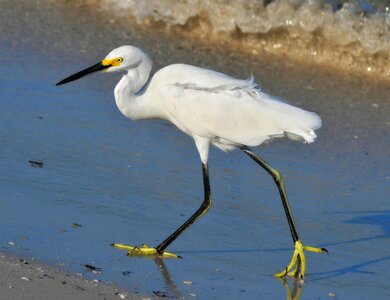 Nature wildlife snowy photo