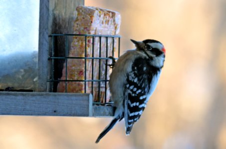 Male Downy Woodpecker photo