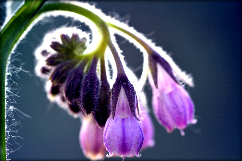 Spring violet purple