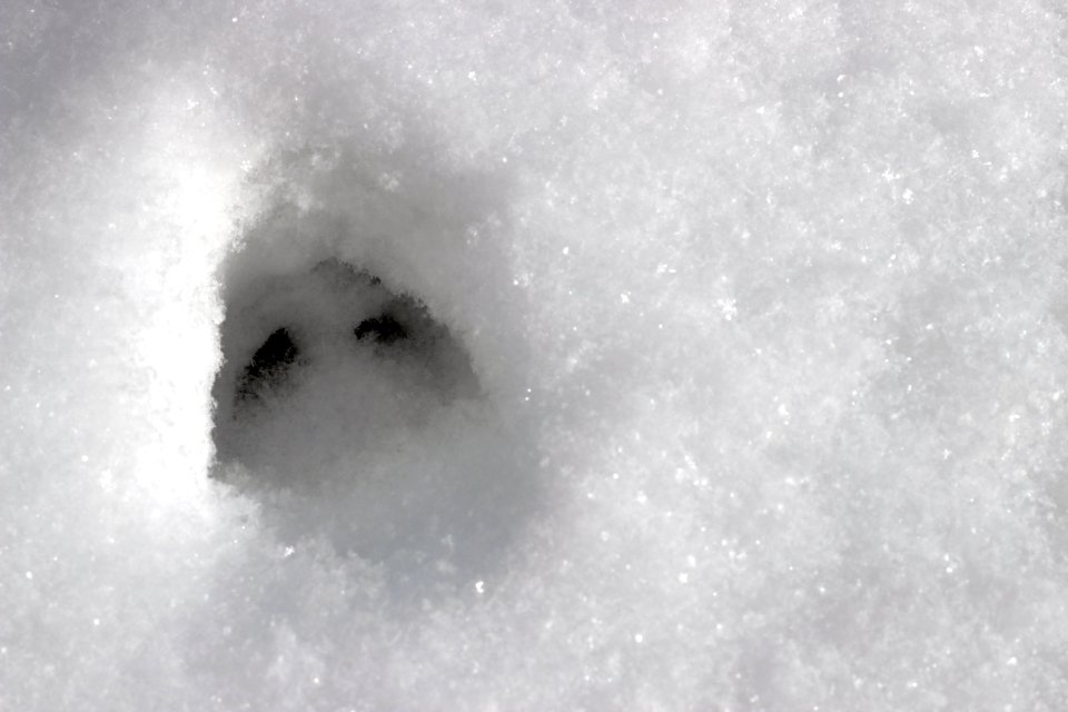 Tracks in the snow
