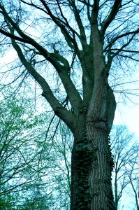 Wood growth spring photo