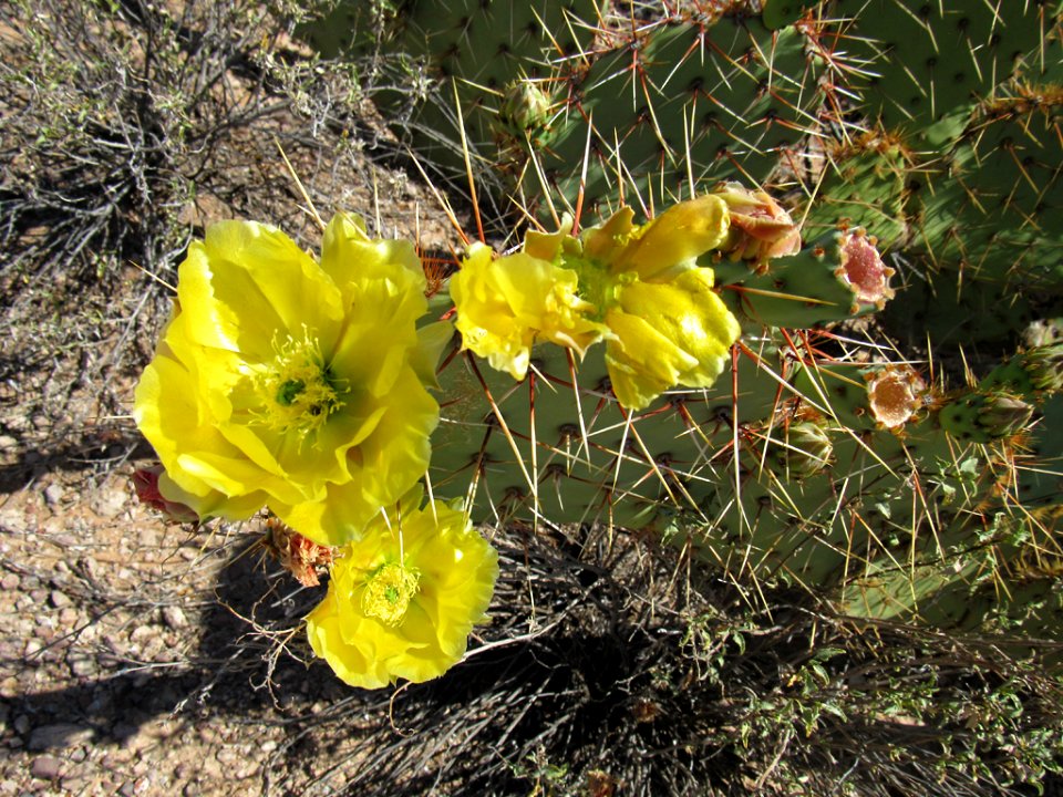 Organ Pipe Cactus NM in Arizona