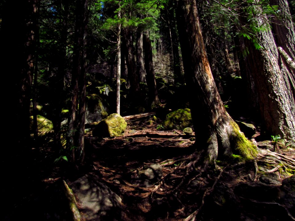 Falls Creek Falls Trail in WA