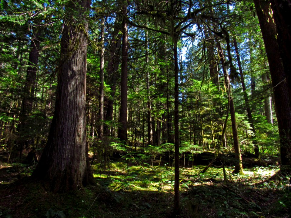 Falls Creek Falls Trail in WA