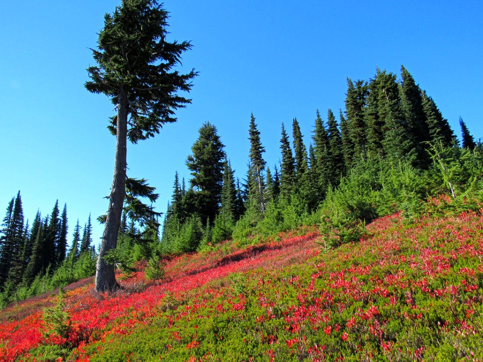 Autumn at Skyline Trail at Mt. Rainier NP in WA