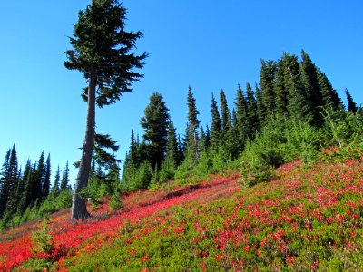 Autumn at Skyline Trail at Mt. Rainier NP in WA