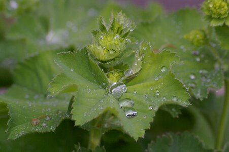 Plant macro leaves