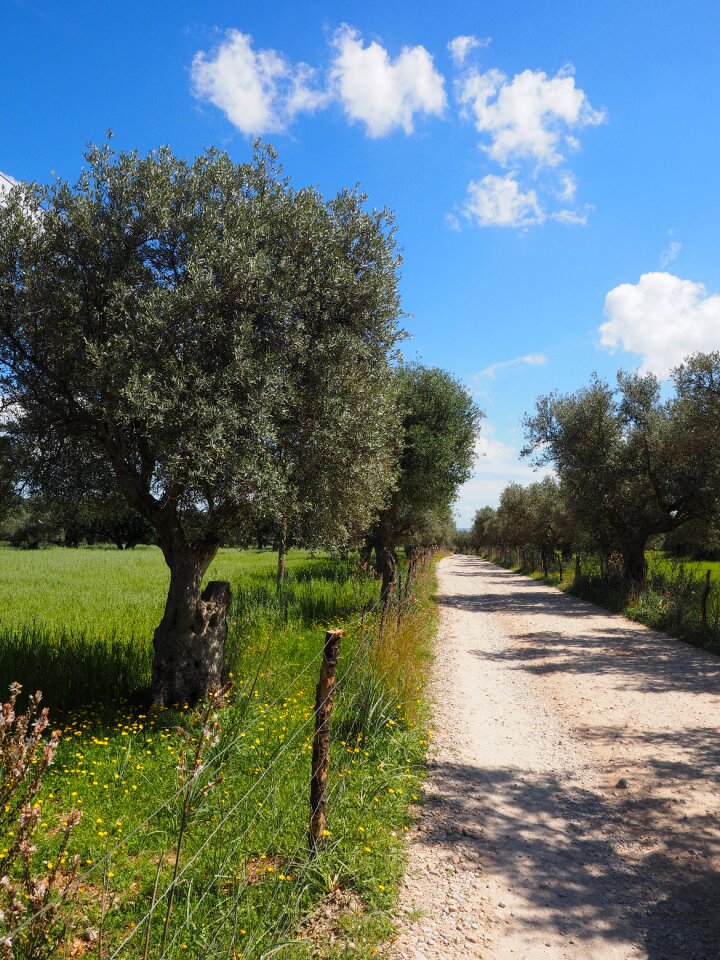 Tree olive garden olive grove