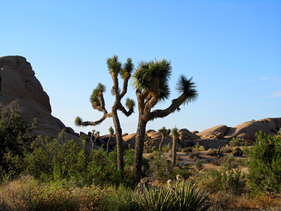 Joshua Tree NP in CA