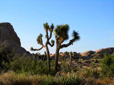 Joshua Tree NP in CA photo