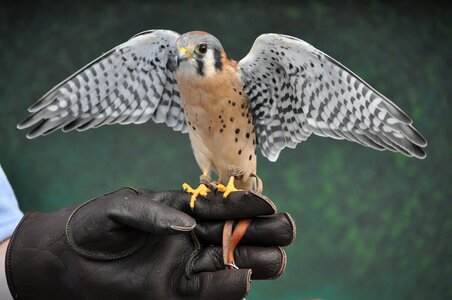 Wing nature falcon