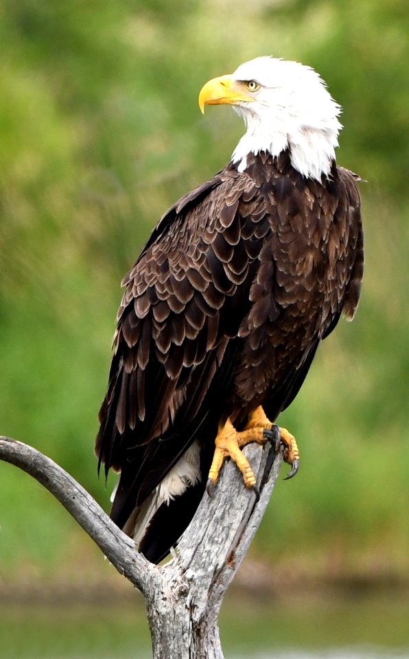 American Bald Eagle in East Lansing Michigan