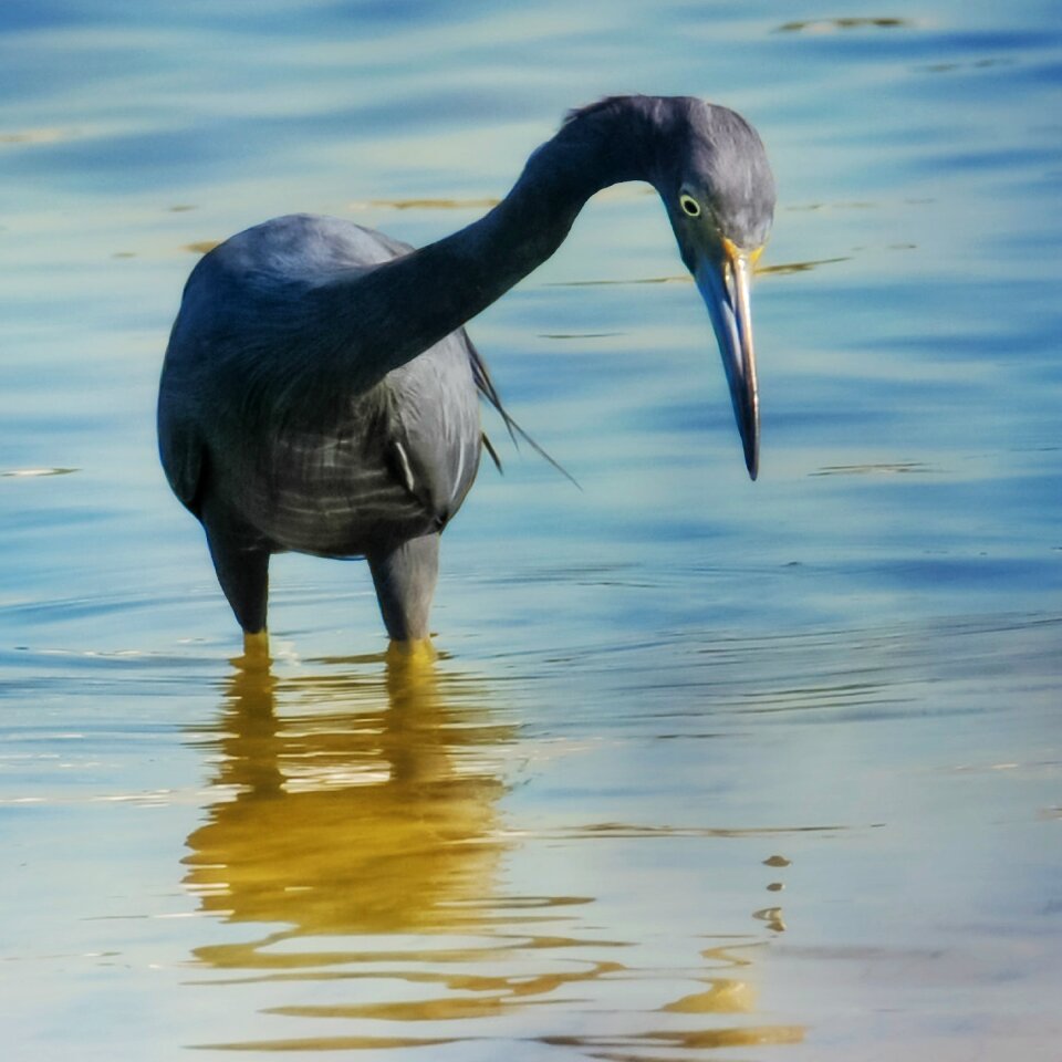 Heron blue boca ciega bay
