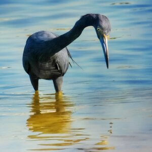 Heron blue boca ciega bay