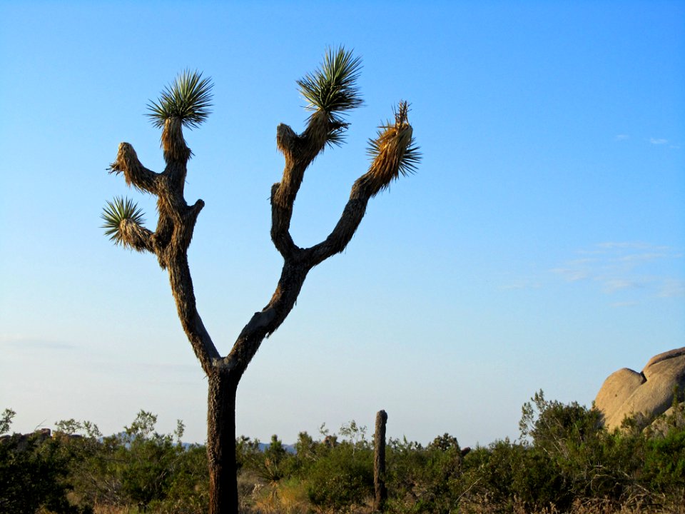 Joshua Tree NP in CA