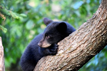 Black Bear Cub