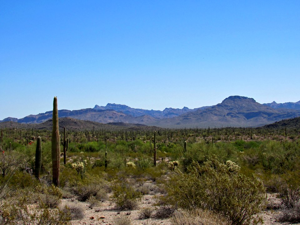 Organ Pipe Cactus NM in Arizona