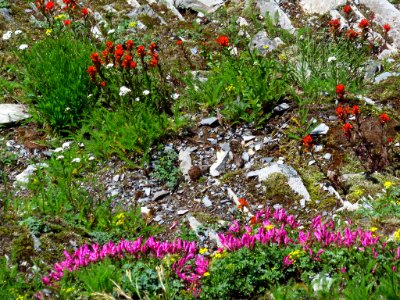 Wildflowers at Larch Mountain in Oregon