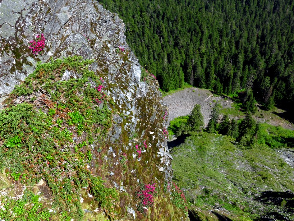Wildflowers at Larch Mountain in Oregon