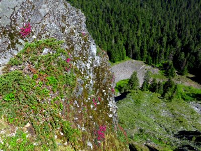 Wildflowers at Larch Mountain in Oregon