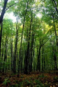 Seney National Wildlife Refuge photo