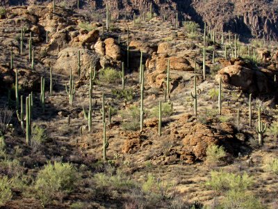 Saguaro NP in Arizona photo