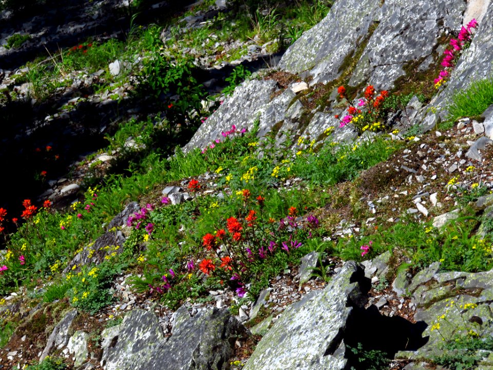 Wildflowers at Larch Mountain in Oregon