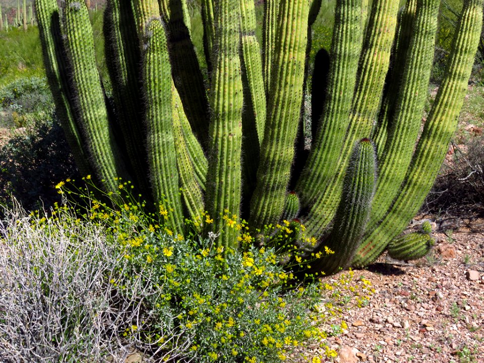 Organ Pipe Cactus NM in AZ
