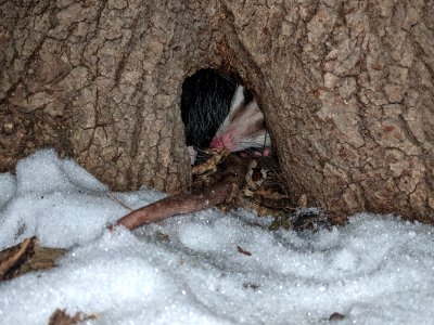 Opossum resting in a hole at the base of a tree photo