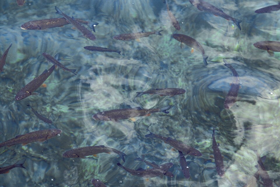 Clear sweet blue fish