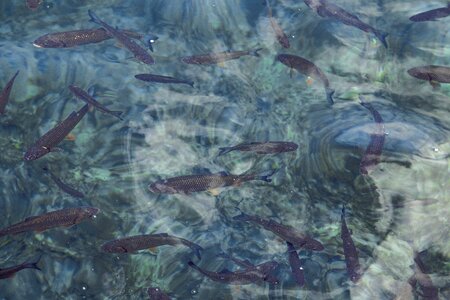 Clear sweet blue fish