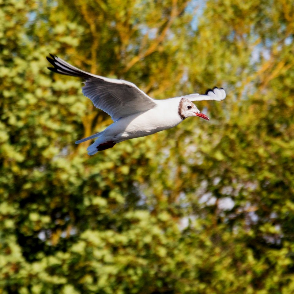 old blackheaded gull