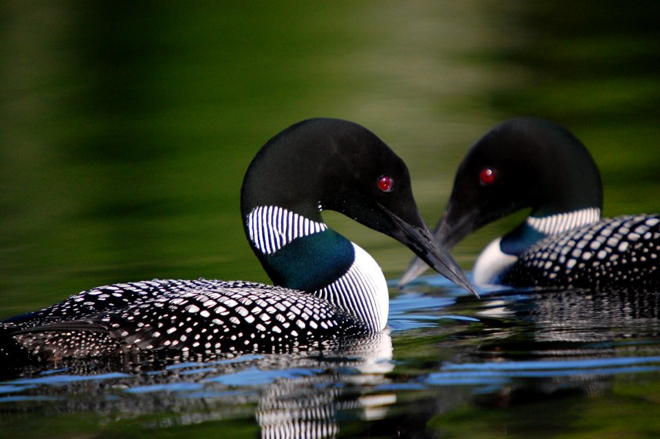 Common Loons by Gary J. Wege