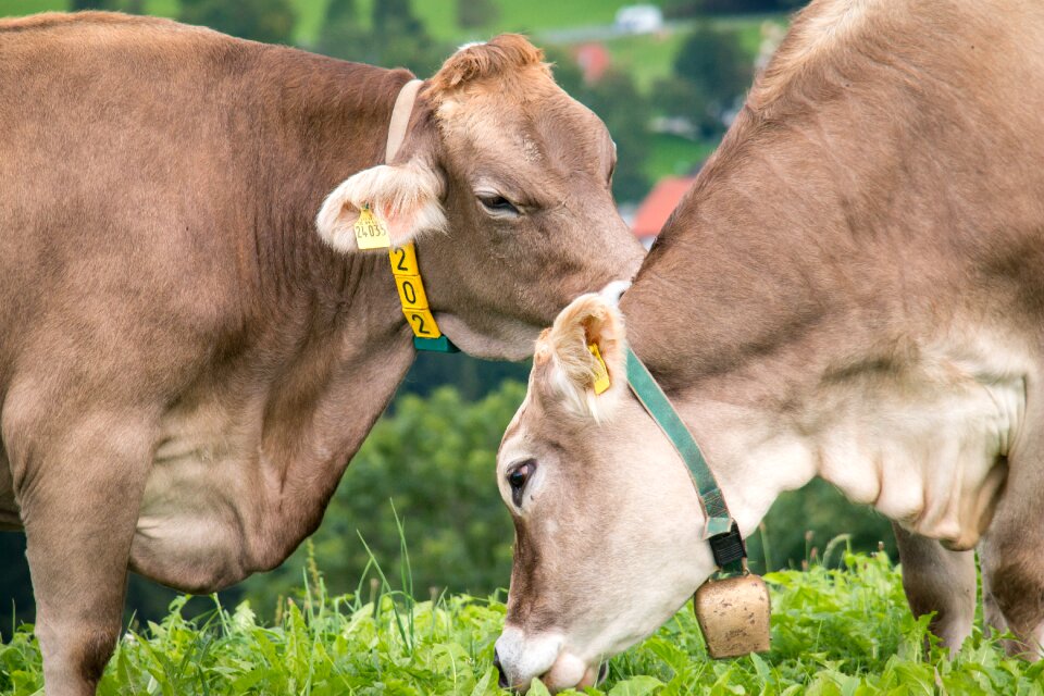 Meadow love caress