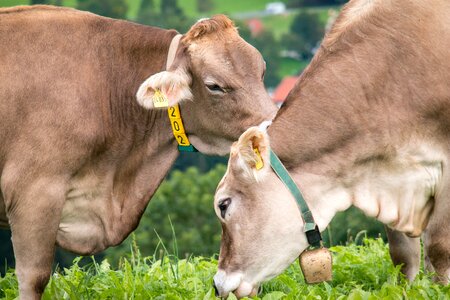 Meadow love caress