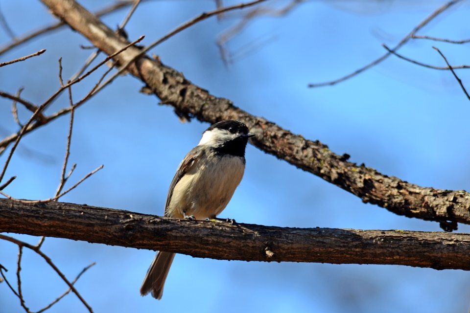 Black-capped Chickadee