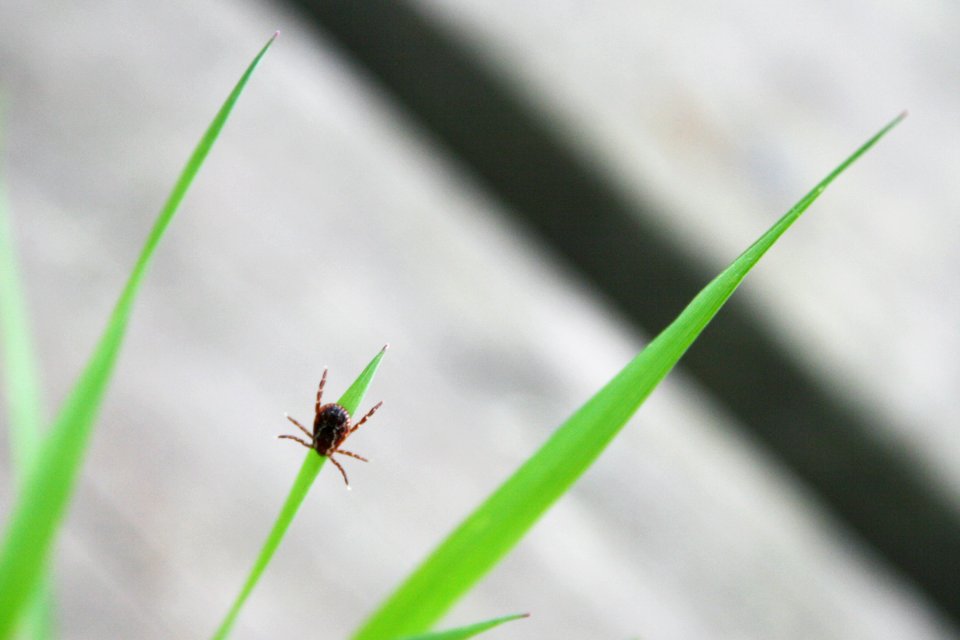 American Dog Tick
