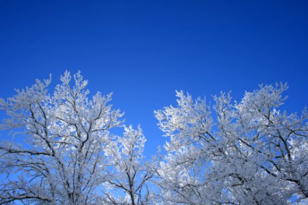 Winter Trees photo