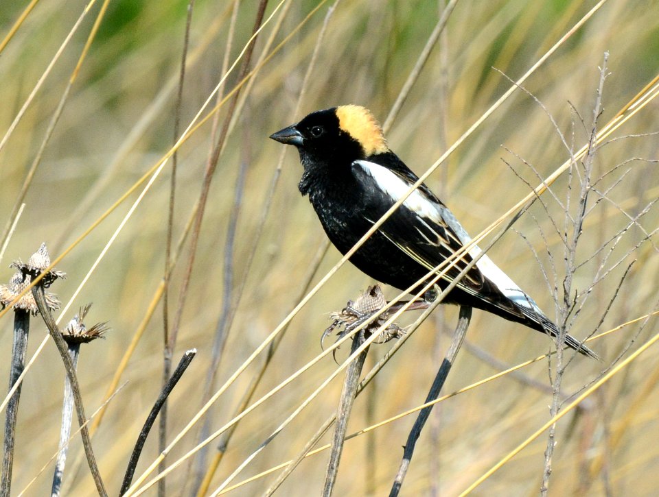 Bobolink