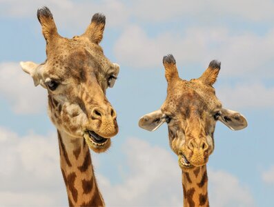 Funny fauna mammal