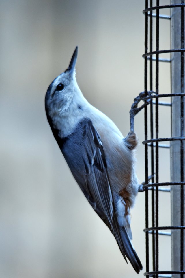 White-breasted nuthatch visiting a feeder photo