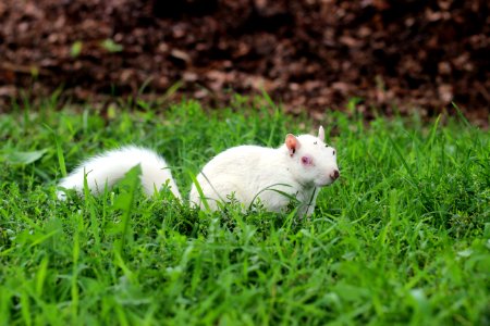 Albino Squirrel photo