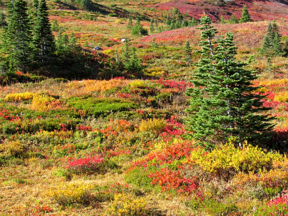 Autumn at Skyline Trail at Mt. Rainier NP in WA