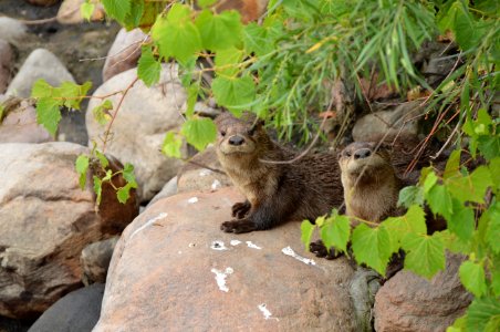 Otter Pups photo