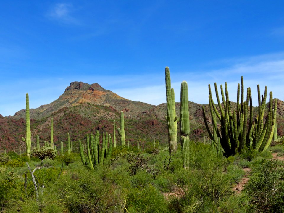 Organ Pipe Cactus NM in AZ photo