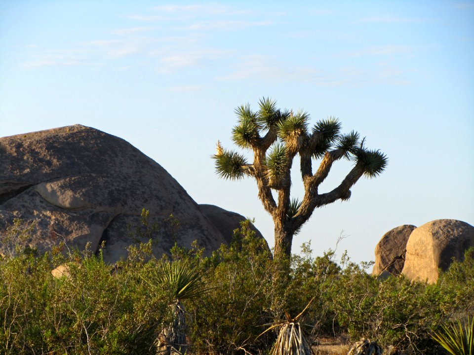 Joshua Tree NP in CA