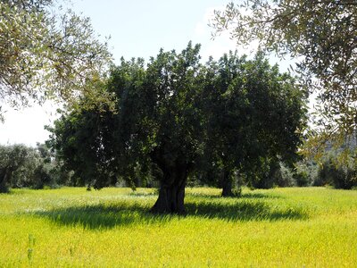 Tree olive garden olive grove photo