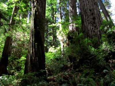 Jedediah Smith Redwoods SP in California