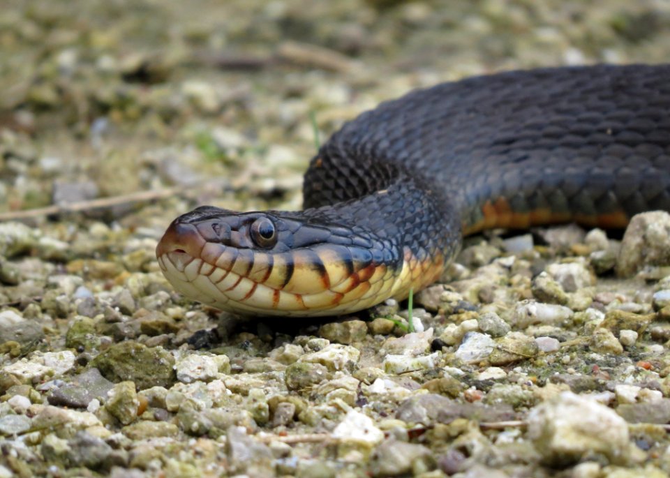 Copperbelly Watersnake - Free Stock Photos | Creazilla