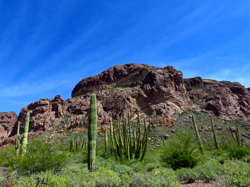 Organ Pipe Cactus NM in AZ